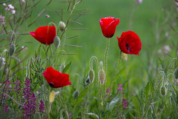 Obraz premium Poppy living in green field