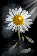 Ethereal Daisy Blooming in Dramatic Light