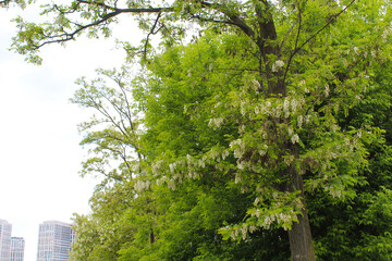 trees in the park,blooming acacia trees in spring, white spring blossom of acacia on a tree 