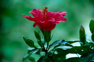 Blooming Sudanese rose or red Hibiscus flower