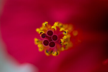 Focus on yellow pistils with stamens of red hibiscus flower or Sudanese rose. Floral Background....