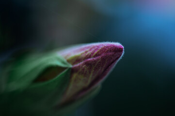 Macro shot of a closed bud of blooming red hibiscus flower of Sudanese rose aver green background