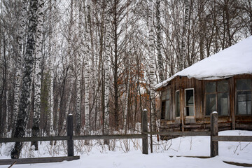 An old wooden abandoned house covered with snow in a birch forest in winter