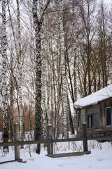 An old wooden abandoned house covered with snow in a birch forest in winter