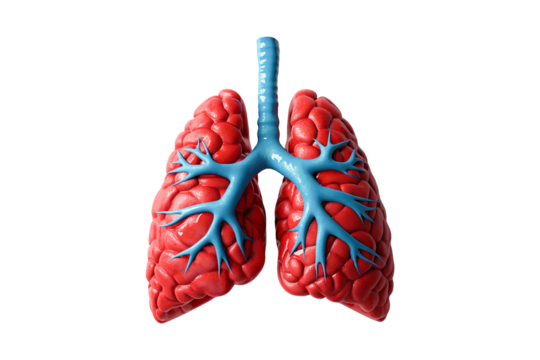 A human lungs. Part of anatomy human body model with organ system. PNG image with transparent background.