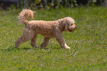 Dog on a walk on a green lawn on a sunny day. Happy pet dog. Thoroughbred dog. Puppy on a walk with a toy. Dog playground. Playful four-legged friends. A puppy makes a need. Loyal pets. Cute puppies.