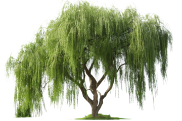 Willow Tree