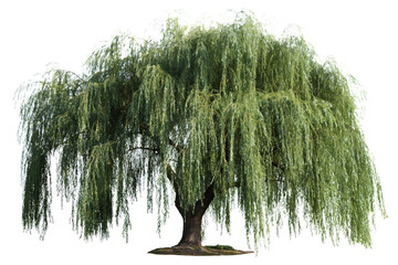 Willow Tree