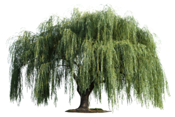 Willow Tree