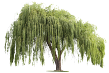 Willow Tree
