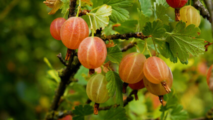 Ripe gooseberries on a branch in the garden. Growing and harvesting berries in the garden.