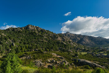 mountains, landscape, view, nature, plants, spring, sunny, flora