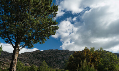 mountains, landscape, view, nature, plants, spring, sunny, flora