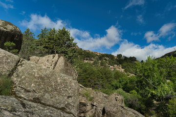 mountains, landscape, view, nature, plants, spring, sunny, flora
