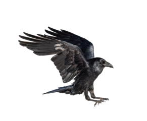 A beautiful raven (Corvus corax) in flight isolated on transparent background
