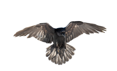 A beautiful raven (Corvus corax) in flight isolated on transparent background