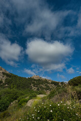 mountains, landscape, view, nature, plants, spring, sunny, flora