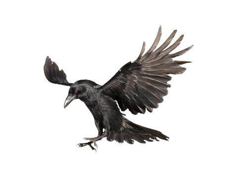 A beautiful raven (Corvus corax) in flight isolated on transparent background