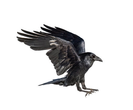 A beautiful raven (Corvus corax) in flight isolated on transparent background