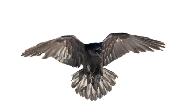 A beautiful raven (Corvus corax) in flight isolated on transparent background