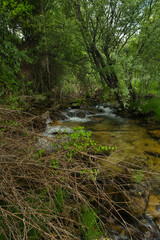 landscape, spring, view, river, plants, nature, water, transpare