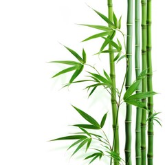 realistic bamboo with vivid green color, isolated in a white background