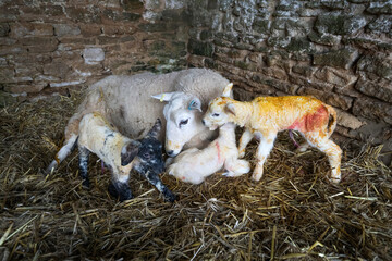 New born lamb and ewe inside barn with straw covered floor, Cotswolds, Gloucestershire, England,...