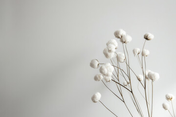 Minimalist Composition with Fluffy Cotton Flowers