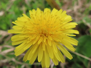 タンポポの花の黄色