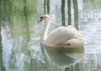 swans in the wild. Portrait of a white swan swimming on a lake,  latin name Cygnus olor