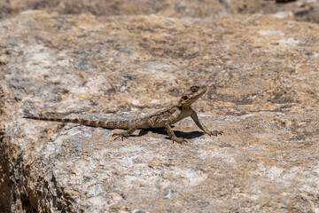 Agama lizard on a large rock which is part of the ruins at Megiddo National Park in Israel.
