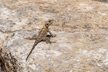 Agama lizard on a large rock which is part of the ruins at Megiddo National Park in Israel.
