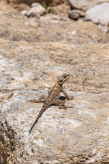 Agama lizard on a large rock which is part of the ruins at Megiddo National Park in Israel.
