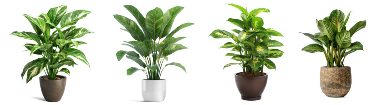 Catathea pot houseplant beautiful houseplant collection set isolated PNG transparent background, Generative Ai