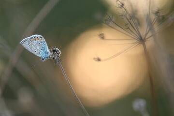 una farfalla comune blu su un fiore al tramonto