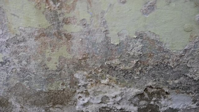 Mold, mould, mildew or fungus on the wall in an interior room.