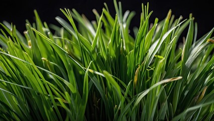 Obraz premium Close up of vibrant fresh wheatgrass with dew drops on the leaves