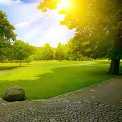 Summer park with green meadow