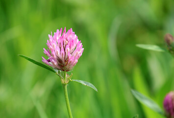 Red clover in close-up on a green grass background . Trifolium pratense.
