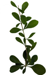 leaves isolated on white