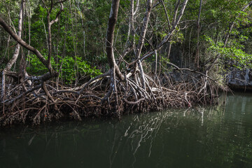 Wild mangrove forest landscape with trees growing in salty sea water