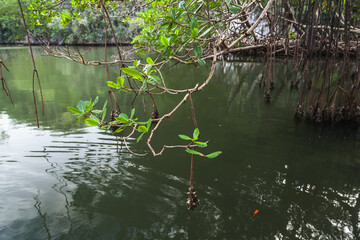 Samana bay coastal landscape with branches of mangrove tree