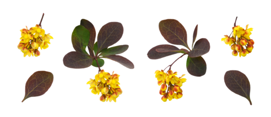 Set of small yellow flowers and leaves of berberis thunbergii isolated on white or transparent background