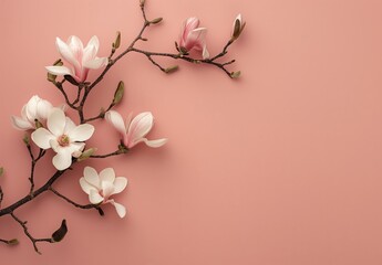 Magnolia Blossoms on Pink Background