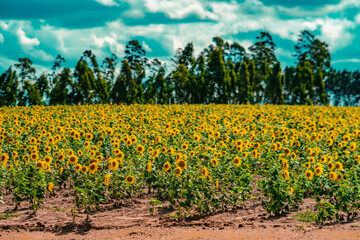 Plantação Girassóis Flores Campo Agricultura Rural Natureza Beleza Amarelo Verão Colheita Cultivo Paisagem Fazenda Agricultor Sol Sementes Girassol Cultivar Primavera Colheita Alimentação