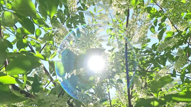 The camera moves forward between the white flowers of a blooming Bird Cherry tree on the sun light and blue sky background, Backlit (Contre-jour) slow motion, bottom-up view