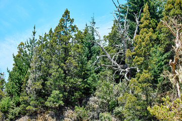 Fototapeta premium dense fairytale forest on the mountainside hiding the blue sky