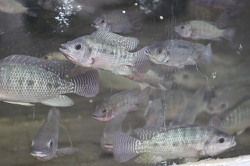 fish in the water