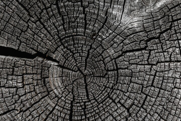 The cross section of the log is darkened and cracked from age and weathering. Dark abstract...