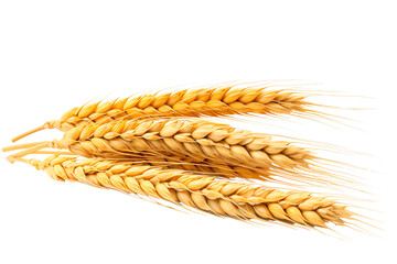 Image shows golden wheat stalks, ready for harvest.